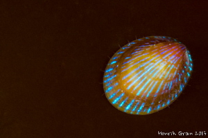 Tiny Clam on Kelp by Henrik Gram Rasmussen 